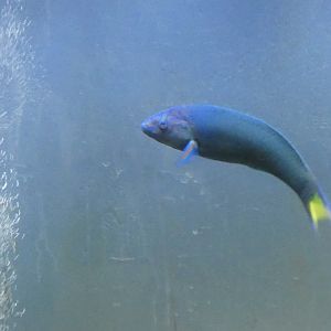 ID? - Biomes Marine Biology Center