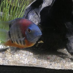 ID? - Mystic Aquarium