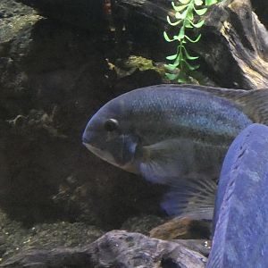 ID? - Mystic Aquarium