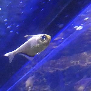 ID? - Mystic Aquarium