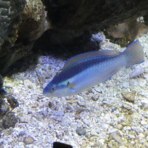 ID? - Mystic Aquarium