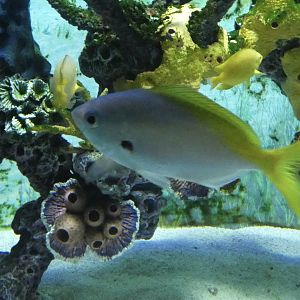 ID? - Mystic Aquarium