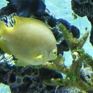 ID? - Mystic Aquarium