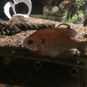 ID? - Mystic Aquarium