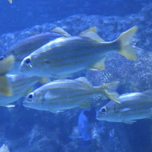 ID? - Mystic Aquarium