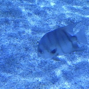 ID? - Mystic Aquarium