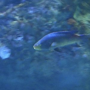 ID? - Mystic Aquarium