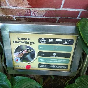 Borneo eared frog (Polypedates otilophus) information panel