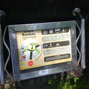 White-lipped pit viper (Trimeresurus albolabris) information panel