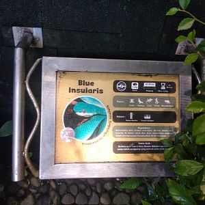 Sunda white-lipped pit viper (Trimeresurus insularis) information panel