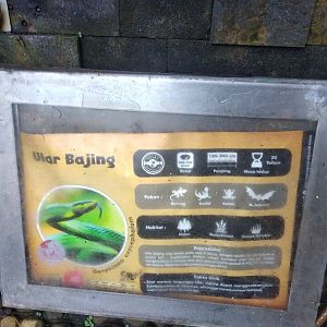 Red-tailed racer (Gonyosoma oxycephalum) information panel