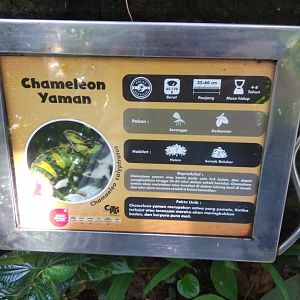 Veiled chameleon (Chamaeleo calyptratus) information panel