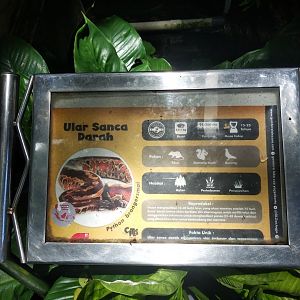 Red short-tailed python (Python brongersmai) information panel