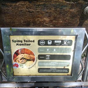 Spiny-tailed monitor (Varanus acanthurus) information panel