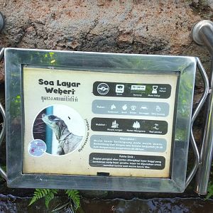 Weber's sailfin lizard (Hydrosaurus weberi) information panel