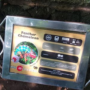 Panther chameleon (Furcifer pardalis) information panel