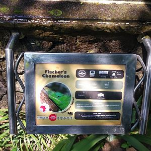 Fischer's chameleon (Kinyongia fischeri) information panel