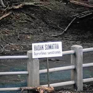 Sumatran Rhino  Sign