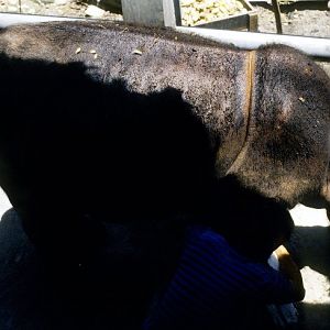 Sumatran Rhino Male Rokan  90's