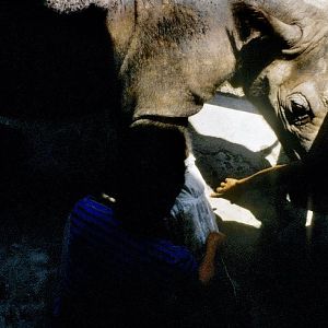 Sumatran Rhino Male Rokan  90's