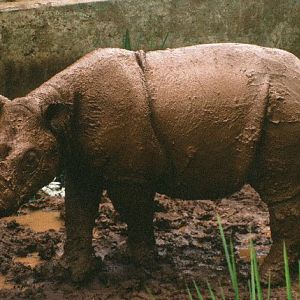 Sumatran Rhino 90's