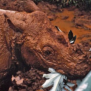 Sumatran Rhino 90's