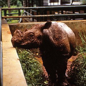 Sumatran Rhino 90's