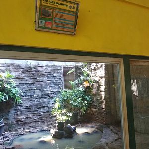 Malaysian giant turtle (Orlitia borneensis) exhibit