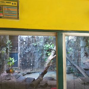 Amboina box turtle (Cuora amboinensis) exhibit