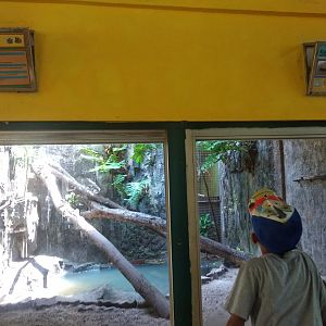 Moluccan sail-finned lizard (Hydrosaurus amboinensis) and Indonesian blue-tongued skink (Tiliqua gigas) exhibit