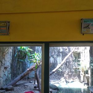 Spiny turtle (Heosemys spinosa) and green iguana mixed exhibit