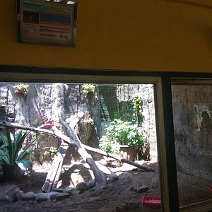 Asian forest tortoise (Manouria emys) exhibit