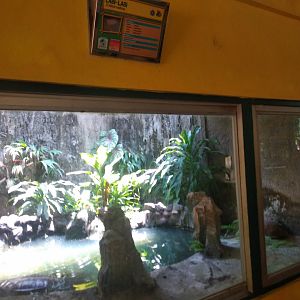 Indian narrow-headed softshell turtle (Chitra indica) exhibit