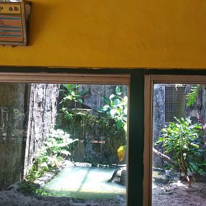Alligator snapping turtle (Macrochelys temminckii) exhibit