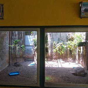 Aldabra tortoise and African spurred tortoise mixed exhibit