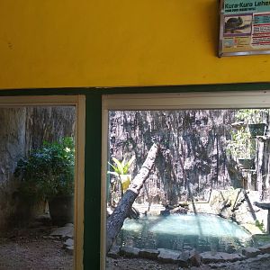 Roti Island snake-necked turtle (Chelodina mccordi) exhibit