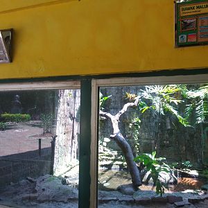 Mangrove monitor (Varanus indicus) exhibit