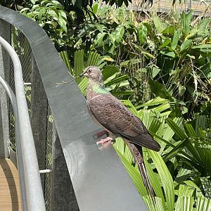 Another Barred Cuckoo-dove