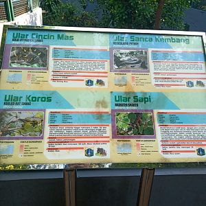 Outdoor mixed-species snake enclosure, one of which is must be radiated ratsnake (Coelognathus radiatus)