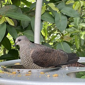 Barred Cuckoo-dove (Macropygia unchall)