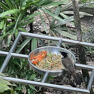 Red-whiskered Bulbul (Pycnonotus jocosus)