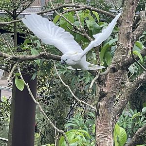Blue-eyed Cockatoo (Cacatua ophthalmica)