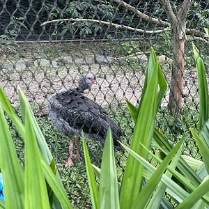 Southern Screamer (Chauna torquata)