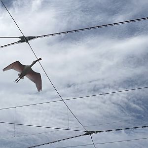 Roseate Spoonbill (Platalea ajaja)