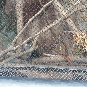 Red-tailed monkey (Cercopithecus ascanius)