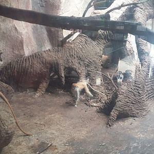 Common patas monkey (Erythrocebus patas)