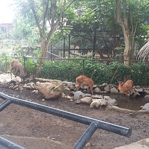 Sitatunga (Tragelaphus spekii) in 2019