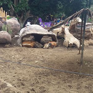 Red river hog (Potamochoerus porcus)