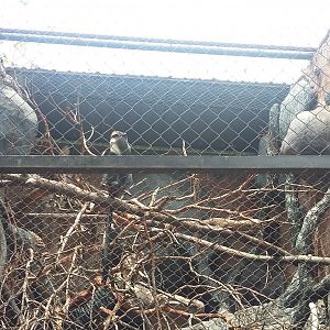 De Brazza's monkey (Cercopithecus neglectus)