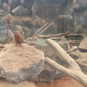 Common dwarf mongoose (Helogale parvula)